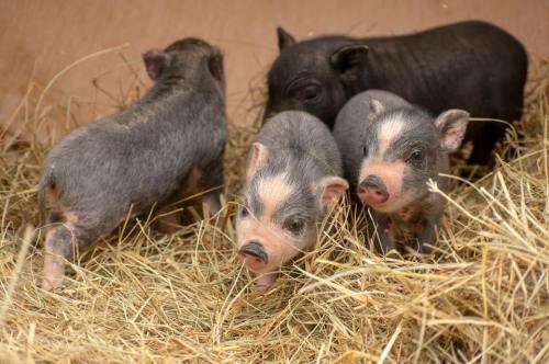 Four piglets play in a bed of straw, showcasing their small size and distinctive black and pink coloring.