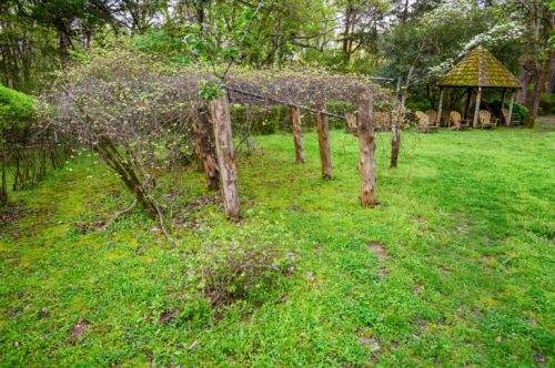 A lush green garden with a trellis covered in vines and a gazebo in the background surrounded by trees.