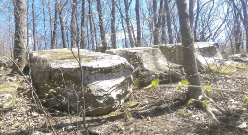 Large, weathered rocks surrounded by trees and sparse foliage in a forested area on a sunny day.
