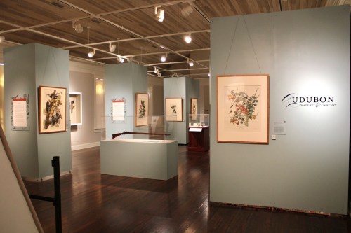 Interior view of an art gallery featuring framed nature illustrations and informational panels about Audubon.