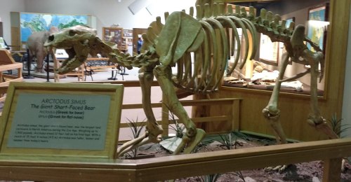 Skeleton of the giant short-faced bear, Arctodus simus, displayed in a museum exhibit.