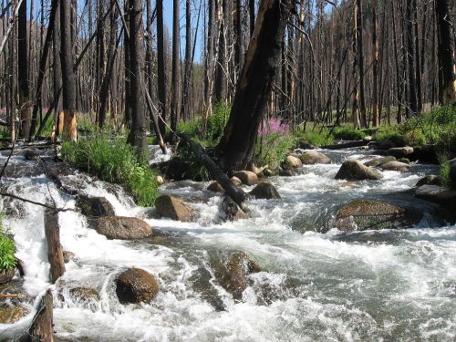 A flowing river with rocks, surrounded by charred trees and vibrant green plants in a recovering forest.