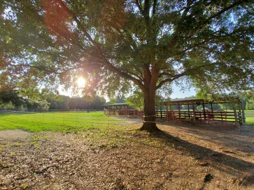A large tree casts a shadow over a grassy field with a barn and fencing in the background, illuminated by the setting sun.