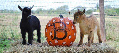 Two goats beside a decorated pumpkin on hay, with a farm landscape in the background.