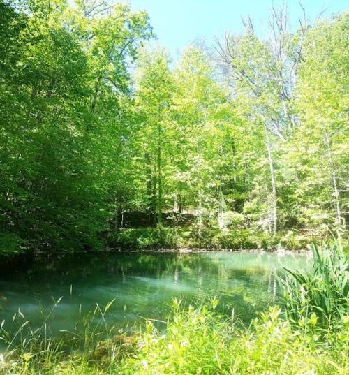 A serene pond surrounded by lush green trees and vibrant foliage under a clear blue sky.
