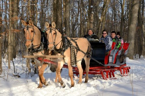A horse-drawn sleigh rides through a snowy forest, carrying passengers bundled up for winter.
