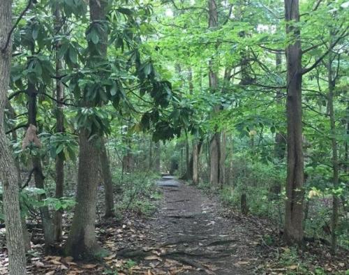 A serene forest path surrounded by lush green trees and foliage, inviting exploration.