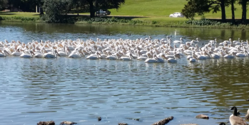 A large group of white pelicans swimming together in a calm lake, surrounded by greenery and a few ducks nearby.