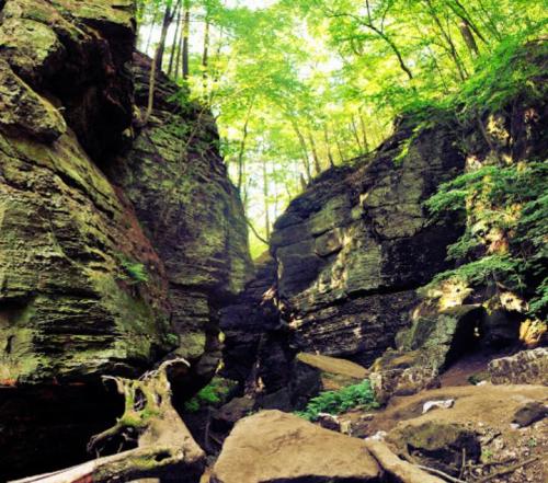 A serene canyon surrounded by tall trees and lush greenery, with large rocks and a sunlit atmosphere.