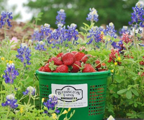 A green basket filled with fresh strawberries, surrounded by vibrant bluebonnets and other wildflowers.