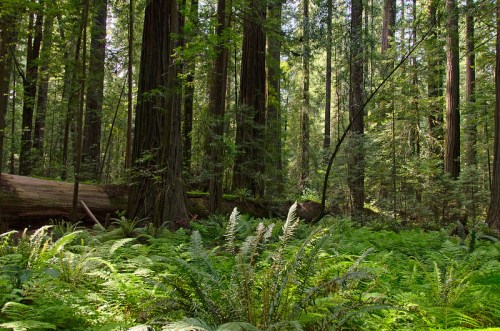Lush green forest with towering redwood trees and ferns covering the ground, creating a serene, natural landscape.