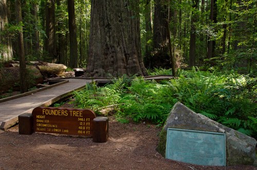 A large redwood tree in a forest, with informational signs about its height and dimensions, surrounded by ferns.