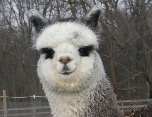 A close-up of a fluffy alpaca with a curious expression, set against a blurred forest background.
