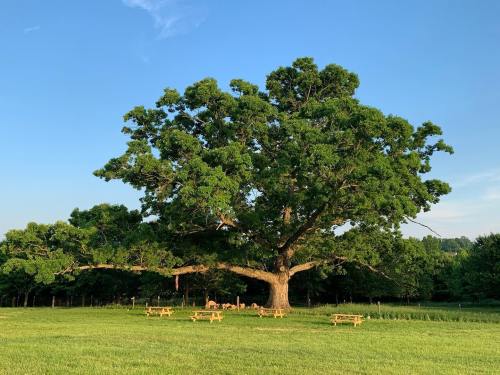 A large, lush tree stands in a grassy field, surrounded by wooden benches under a clear blue sky.