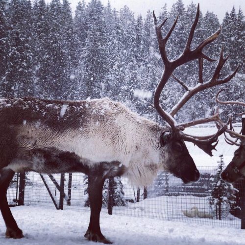 Two reindeer stand in a snowy landscape, surrounded by trees, with snowflakes gently falling around them.
