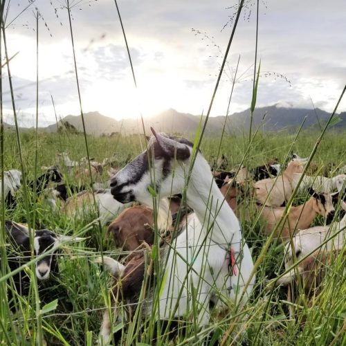 A goat sits among tall grass with a herd in the background, framed by mountains and a cloudy sky at sunset.