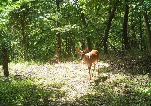 A deer stands in a sunlit forest clearing, surrounded by lush green trees and underbrush.