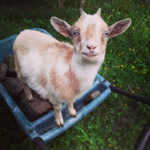 A curious goat with blue eyes stands in a wheelbarrow filled with rocks, surrounded by green grass and flowers.