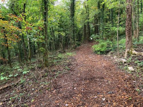A winding dirt path through a lush, green forest with trees and scattered leaves.