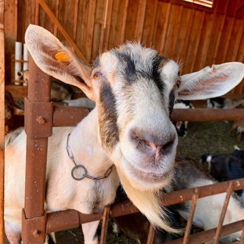 A close-up of a goat with a distinctive beard, looking curiously through a wooden fence in a barn.