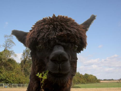 A close-up of a fluffy black alpaca with a playful expression, standing in a grassy field under a blue sky.