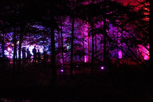 Silhouettes of people in a forest illuminated by colorful lights, creating a vibrant and mysterious atmosphere.