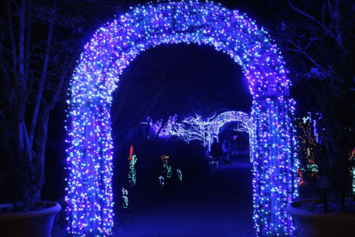 A pathway illuminated by vibrant blue and white lights, creating a magical archway effect at night.