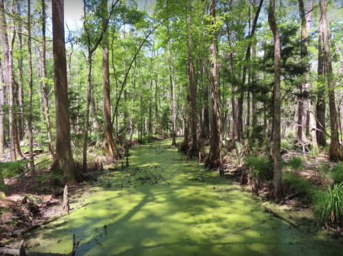 Lush green swamp with trees and a waterway covered in algae, surrounded by dense foliage and sunlight filtering through.
