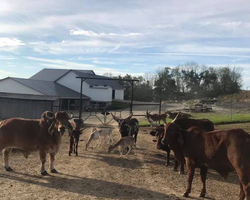 A group of cows and deer gathered near a farm gate with a barn in the background under a clear blue sky.