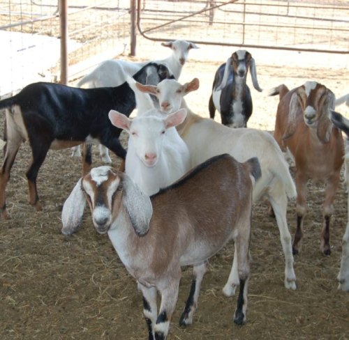 A group of goats of various colors standing together in a barn with straw on the ground.