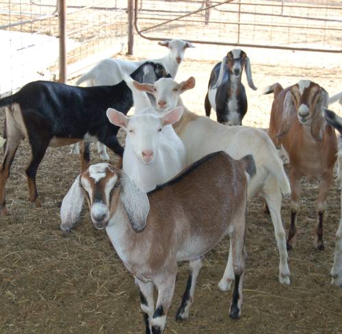 A group of goats of various colors standing together in a barn with straw on the ground.