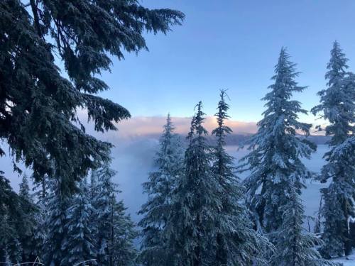 Snow-covered evergreen trees with a misty landscape and a blue sky in the background.