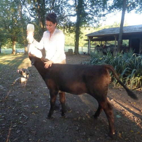 A woman feeds a calf with a bottle in a sunny outdoor setting, with a dog playing in the background.