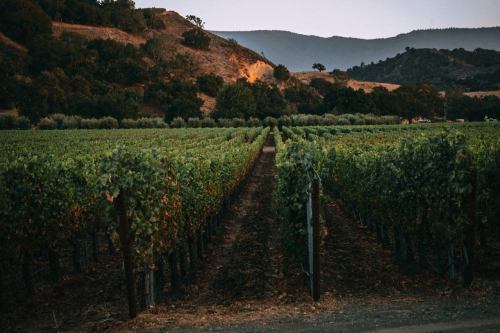 A scenic vineyard stretches across rolling hills at dusk, with rows of grapevines and lush greenery.