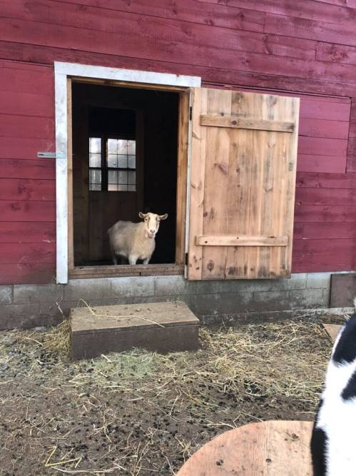 A sheep stands in the doorway of a red barn, looking out at the surroundings. Hay is scattered on the ground.
