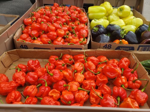 Boxes of vibrant red and yellow peppers, with a mix of green and purple varieties, displayed at a market.