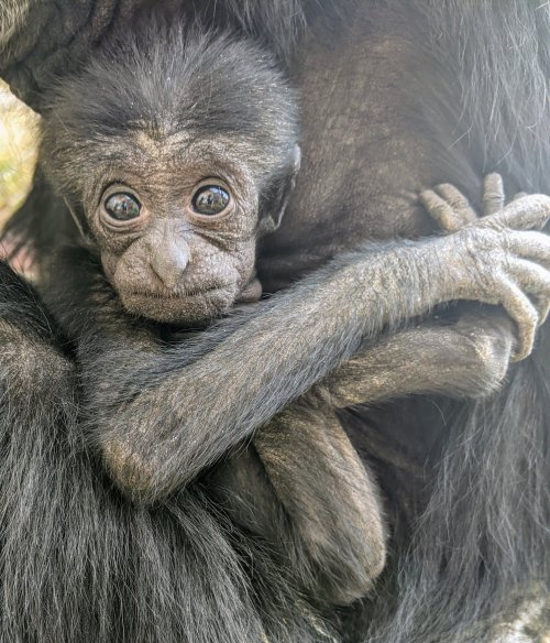 A close-up of a baby monkey clinging to its parent's fur, with large expressive eyes and a curious expression.