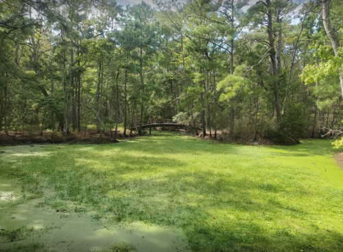 A serene forest scene featuring a green pond covered in algae, with a wooden bridge in the background surrounded by trees.