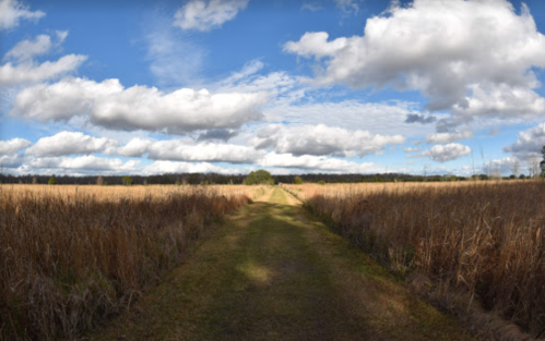 A wide path through tall grass fields under a blue sky with fluffy clouds.
