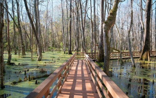 A wooden boardwalk winds through a serene swamp, surrounded by tall trees and green water.