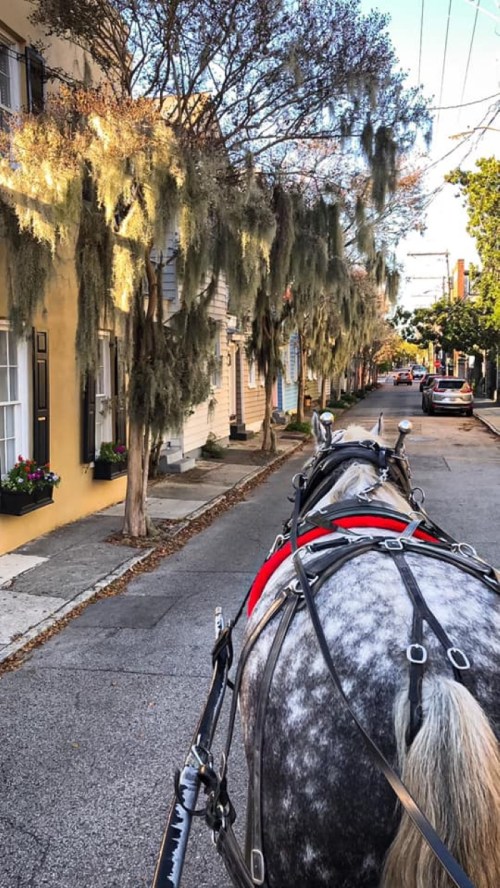 A view down a charming street lined with trees and historic buildings, seen from the perspective of a horse-drawn carriage.