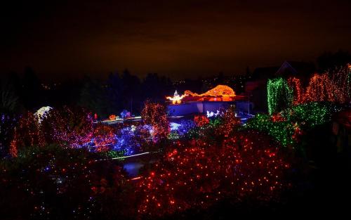 A vibrant garden illuminated with colorful holiday lights against a dark sky.