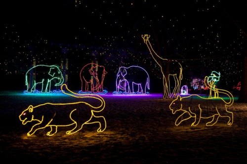 Colorful neon light displays of various animals, including elephants and a giraffe, against a dark night sky.