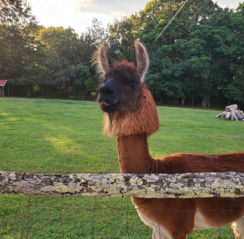 A llama with a fluffy brown coat stands by a wooden fence in a grassy field, surrounded by trees.