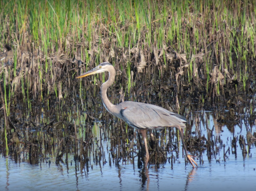 A great blue heron wades through shallow water surrounded by tall green grass and marsh vegetation.