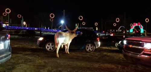 A longhorn steer stands in a parking area surrounded by cars, with festive lights in the background at night.