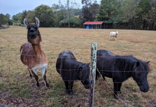 A llama and two ponies stand by a fence in a grassy field, with a sheep grazing in the background.