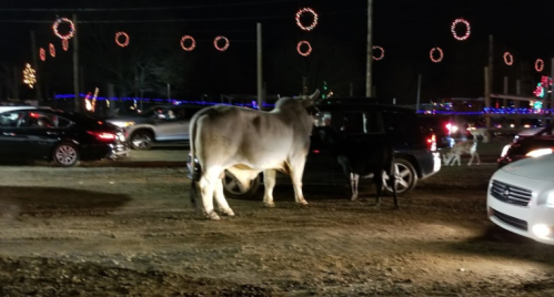 A cow and a calf stand near parked cars, surrounded by festive lights at night.