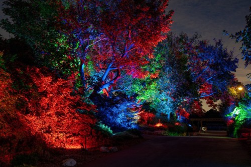 Vibrant trees illuminated in red, blue, and green lights along a dark pathway at night.