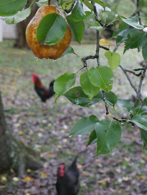 A pear hangs from a tree branch, glistening with raindrops, while chickens roam in the blurred background.